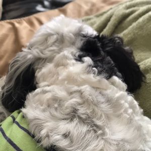 Meet your Posher, Joanne